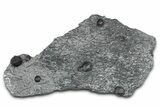 Plate of Seven Red Embers Garnets in Graphite - Massachusetts #375788-1